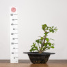 Euonymus - B3201
