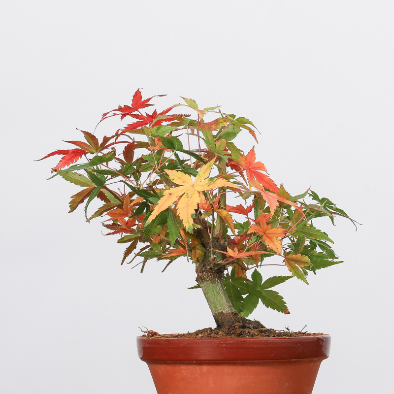 ACER PALMATUM YAMAMOMIJI - B3217