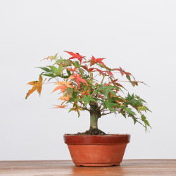 ACER PALMATUM YAMAMOMIJI - B3217