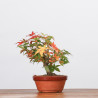 ACER PALMATUM YAMAMOMIJI - B3217