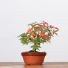 ACER PALMATUM YAMAMOMIJI - B3217