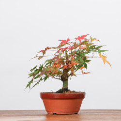 ACER PALMATUM YAMAMOMIJI - B3217