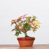 ACER PALMATUM YAMAMOMIJI - B3217