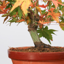 ACER PALMATUM YAMAMOMIJI - B3217