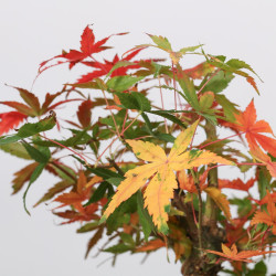 ACER PALMATUM YAMAMOMIJI - B3217