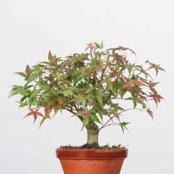 ACER PALMATUM YAMAMOMIJI -...