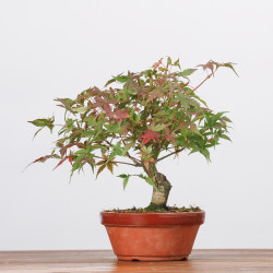 ACER PALMATUM YAMAMOMIJI - B3218