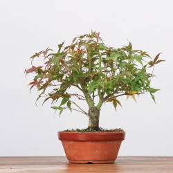 ACER PALMATUM YAMAMOMIJI - B3218
