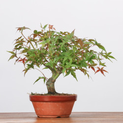 ACER PALMATUM YAMAMOMIJI - B3218