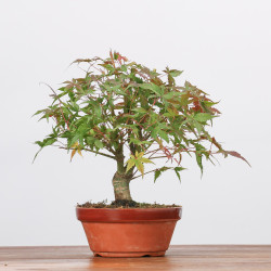 ACER PALMATUM YAMAMOMIJI - B3218