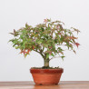 ACER PALMATUM YAMAMOMIJI - B3218
