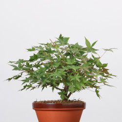 ACER PALMATUM YAMAMOMIJI -...