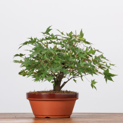 ACER PALMATUM YAMAMOMIJI - B3220
