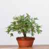 ACER PALMATUM YAMAMOMIJI - B3220