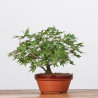 ACER PALMATUM YAMAMOMIJI - B3220