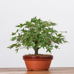 ACER PALMATUM YAMAMOMIJI - B3220