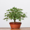 ACER PALMATUM YAMAMOMIJI - B3220