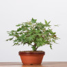 ACER PALMATUM YAMAMOMIJI - B3220