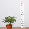 ACER PALMATUM YAMAMOMIJI - B3220