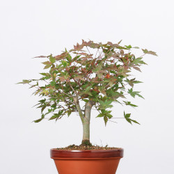 ACER PALMATUM YAMAMOMIJI -...