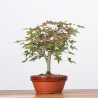 ACER PALMATUM YAMAMOMIJI - B3221