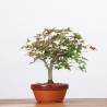 ACER PALMATUM YAMAMOMIJI - B3221