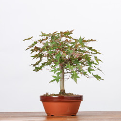 ACER PALMATUM YAMAMOMIJI - B3221