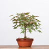 ACER PALMATUM YAMAMOMIJI - B3221