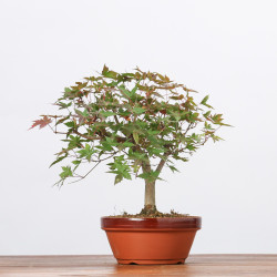 ACER PALMATUM YAMAMOMIJI - B3221
