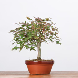 ACER PALMATUM YAMAMOMIJI - B3221