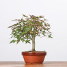 ACER PALMATUM YAMAMOMIJI - B3221