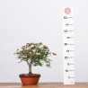 ACER PALMATUM YAMAMOMIJI - B3221