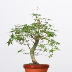 copy of ACER PALMATUM...