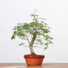 copy of ACER PALMATUM YAMAMOMIJI - B3221