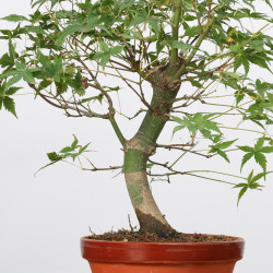 copy of ACER PALMATUM YAMAMOMIJI - B3221