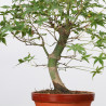 copy of ACER PALMATUM YAMAMOMIJI - B3221