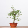 copy of ACER PALMATUM YAMAMOMIJI - B3221