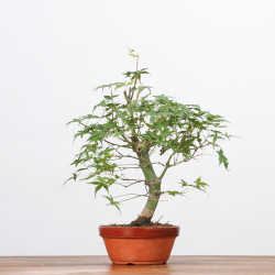 copy of ACER PALMATUM YAMAMOMIJI - B3221