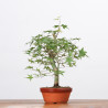 copy of ACER PALMATUM YAMAMOMIJI - B3221