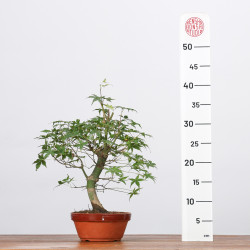 copy of ACER PALMATUM YAMAMOMIJI - B3221