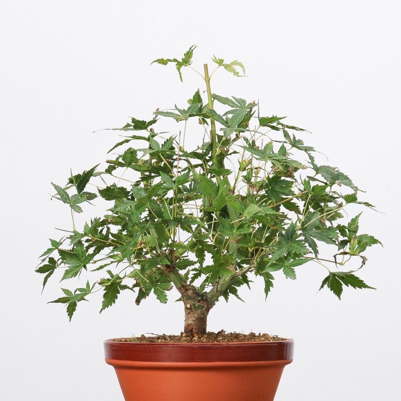 ACER PALMATUM YAMAMOMIJI - B3223