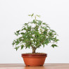 ACER PALMATUM YAMAMOMIJI - B3223