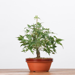 ACER PALMATUM YAMAMOMIJI - B3223