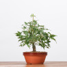 ACER PALMATUM YAMAMOMIJI - B3223