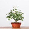 ACER PALMATUM YAMAMOMIJI - B3223