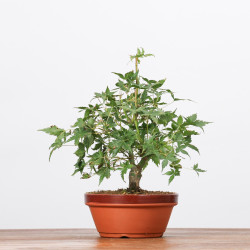 ACER PALMATUM YAMAMOMIJI - B3223