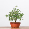 ACER PALMATUM YAMAMOMIJI - B3223