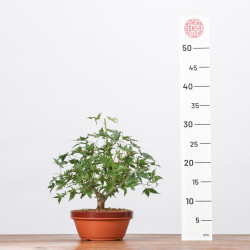 ACER PALMATUM YAMAMOMIJI - B3223