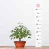 ACER PALMATUM YAMAMOMIJI - B3223