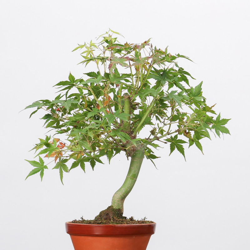 ACER PALMATUM YAMAMOMIJI - B3230